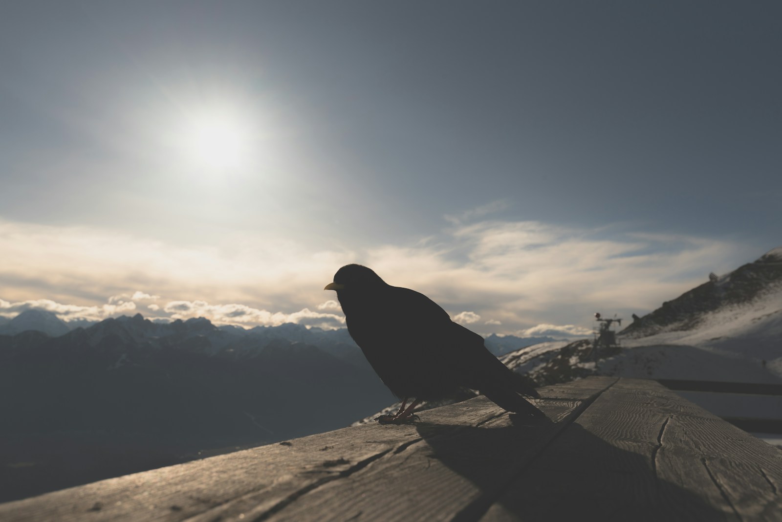 black small-beaked bird on rock under white and blue sky during daytime