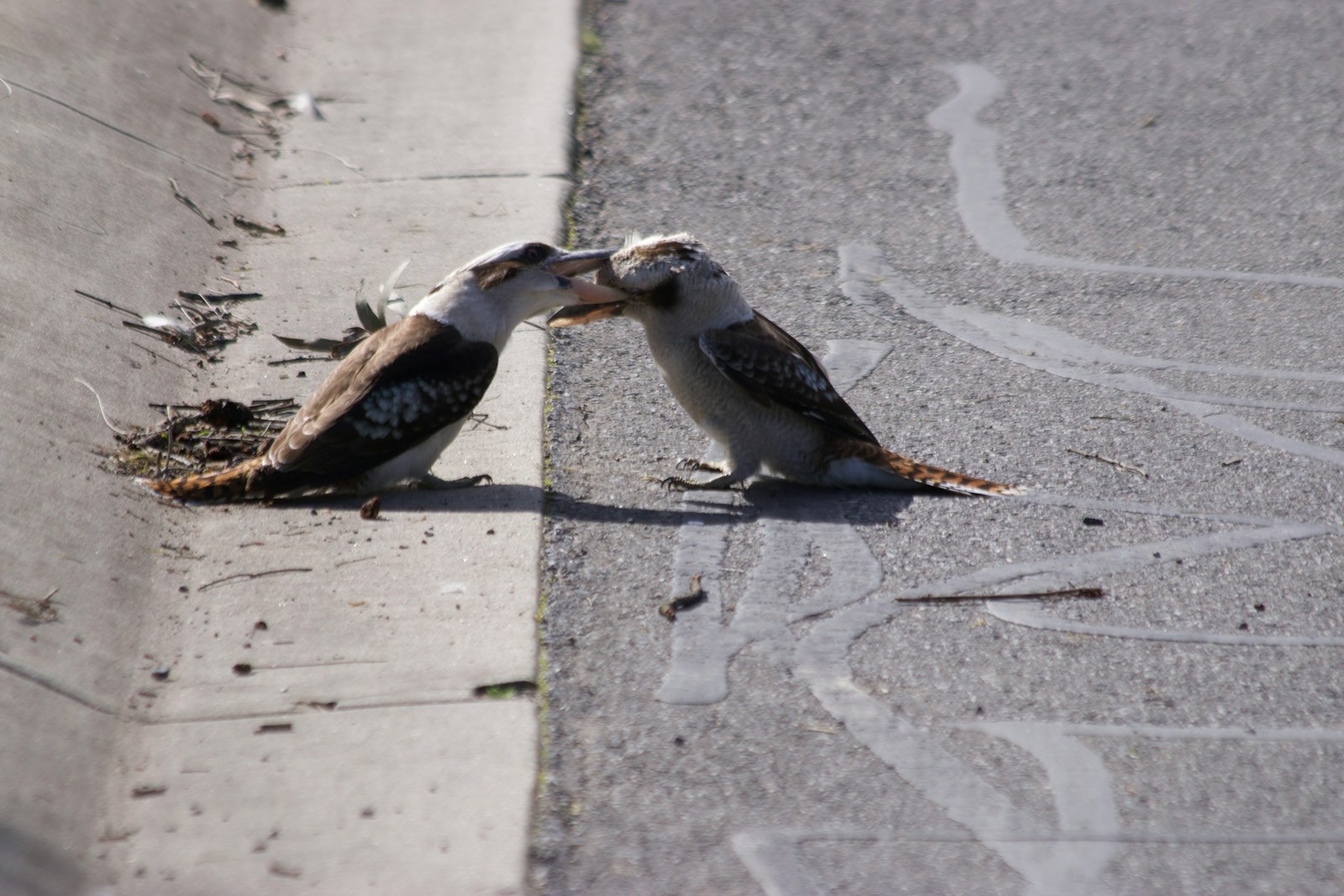a couple of birds standing on top of a sidewalk