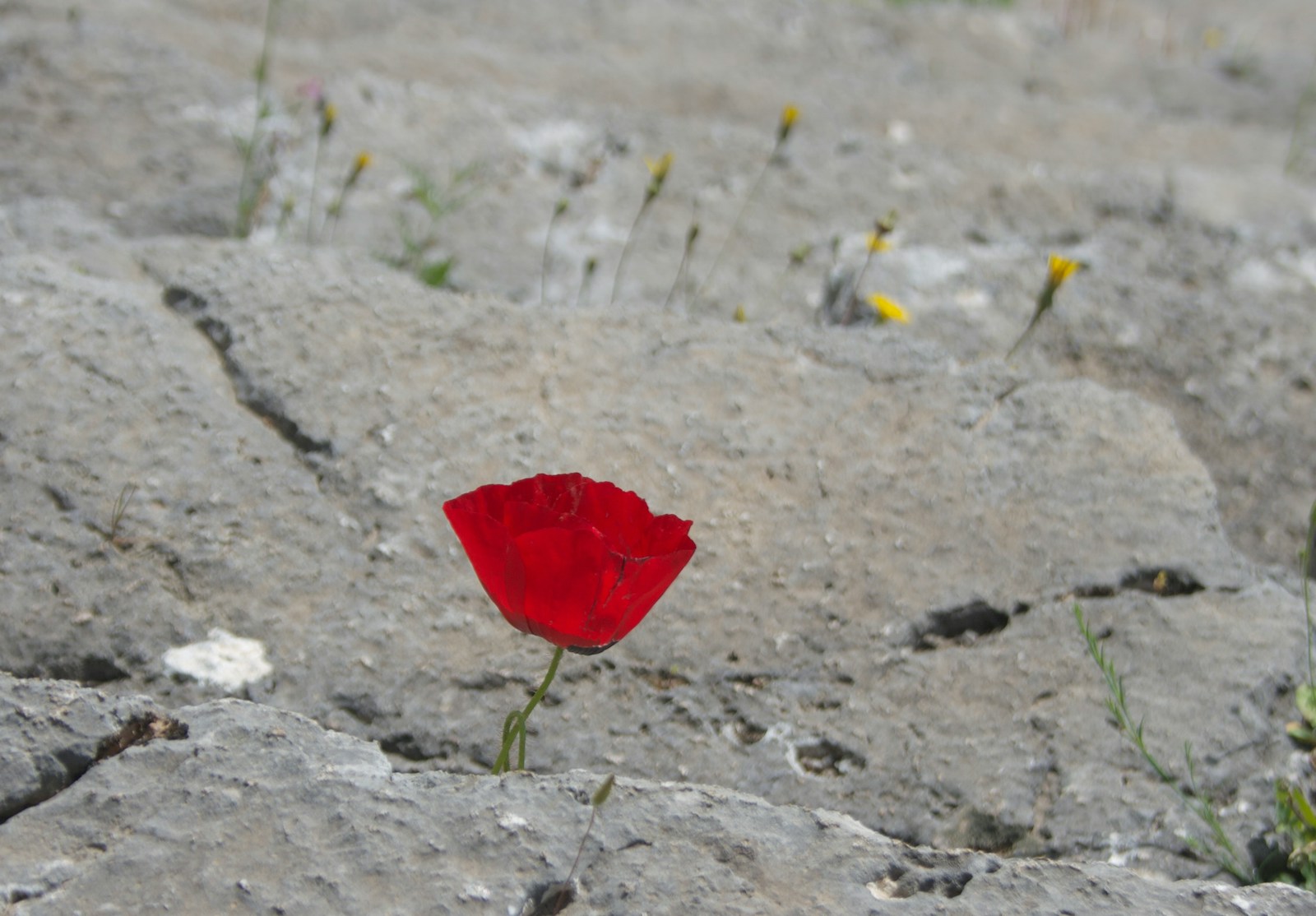 A single red flower sitting on top of a rock