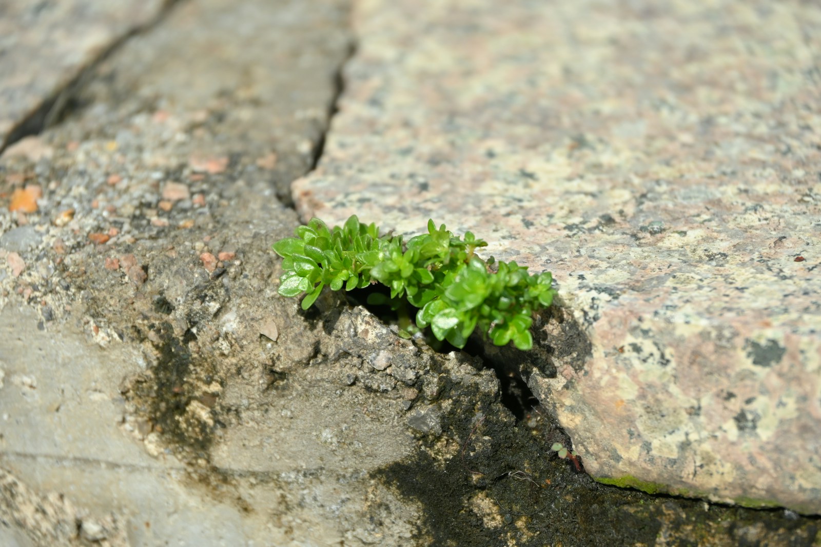 A small green plant growing between rocks.
